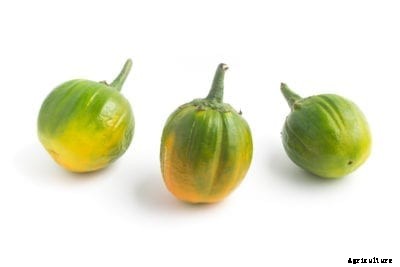 Jilo Eggplant Info: How To Grow A Jilo Brazilian Eggplant
