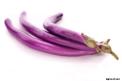 Chinese Eggplant Information: Growing Chinese Eggplant Varieties