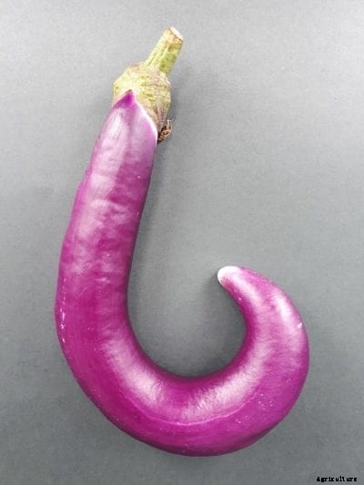 Orient Charm Eggplant Info: How To Grow Orient Charm Eggplants