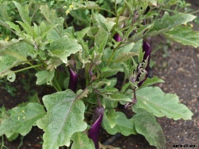Ping Tung Eggplant Info – How To Grow Ping Tung Eggplant