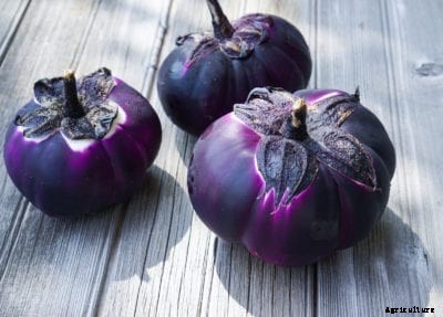 Eggplant ‘Barbarella’ Care: What Is A Barbarella Eggplant
