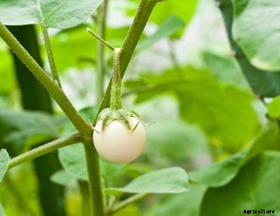 Types Of White Eggplant: Are There Eggplants That Are White