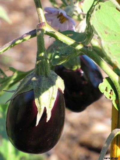 Black Beauty Eggplant Info: How To Grow A Black Beauty Eggplant