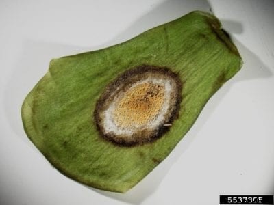 Eggplant Anthracnose – Eggplant Colletotrichum Fruit Rot Treatment