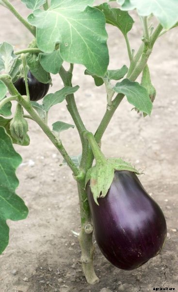 Cutting Back Eggplant Stems – Should I Prune My Eggplants