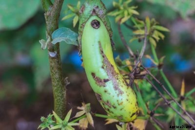 Eggplant Fruit Rot: Treating Eggplants With Colletotrichum Rot