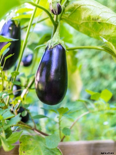 Alternaria Symptoms In Eggplant – How To Treat Early Blight On Eggplants