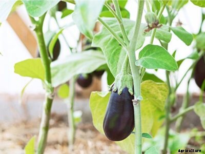 Eggplant Verticillium Wilt Control : Treating Verticillium Wilt In Eggplants
