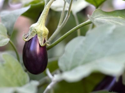 Eggplant Phomopsis Blight – Reasons For Eggplant Leaf Spot And Fruit Rot