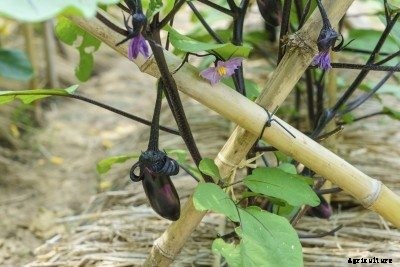Eggplant Support Ideas – Learn About Support For Eggplants