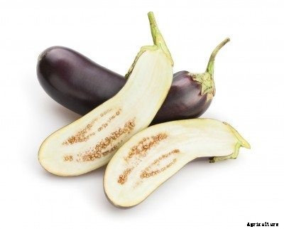 Eggplant Seed Saving Tips: Harvesting And Saving Seeds From Eggplant