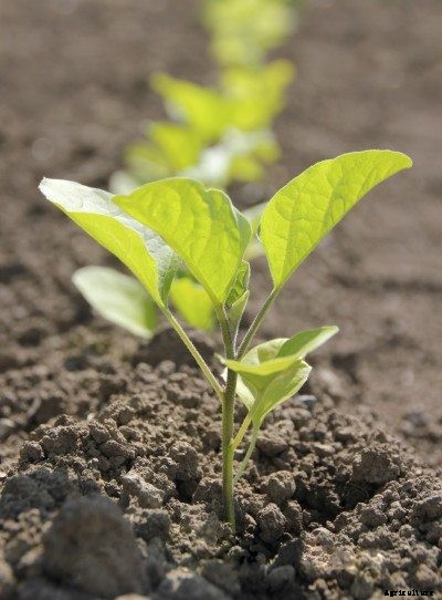 Eggplant Spacing: How Far Apart To Space Eggplant