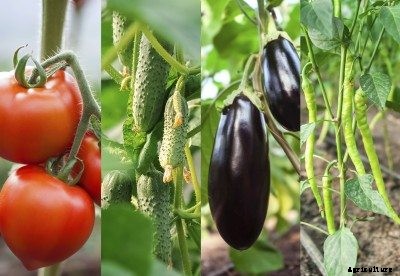 Companion Plants For Eggplant – What To Grow With Eggplants