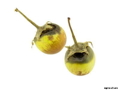 Rotten Bottom In Eggplants: Learn About Blossom End Rot In Eggplant