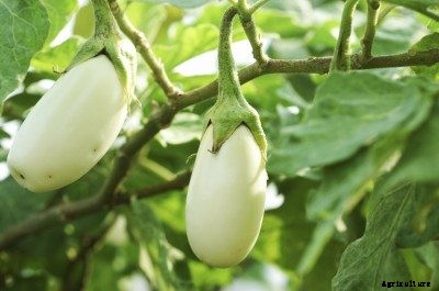 Common Eggplant Varieties: Learn About The Types Of Eggplant