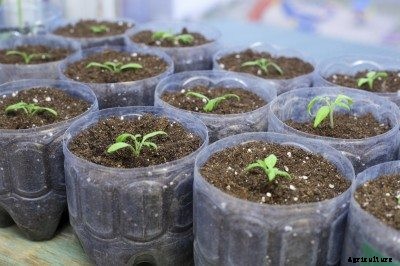 Eggplant Seed Preparation: Tips For Growing Eggplant Seeds