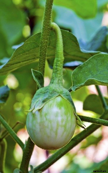 Caring For Thai Eggplants – How To Grow Thai Eggplants
