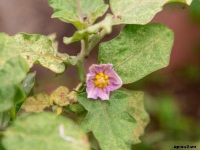 Eggplant Turning Yellow: What To Do For An Eggplant With Yellow Leaves Or Fruit