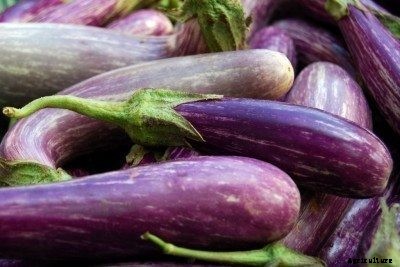 Why Are My Eggplants Seedy – What To Do For Seedy Eggplants