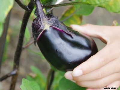 Eggplant Harvest: Information On How To Harvest An Eggplant