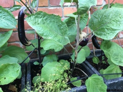 How To Container Grow Eggplant Plants