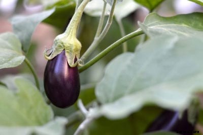 Growing Eggplants: How To Plant Eggplant In The Garden