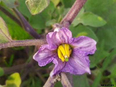 What To Do For Eggplant Blossoms Drying Out And Falling Off