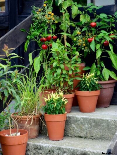 Patio Garden Plants – Small Fruits And Vegetables For Containers
