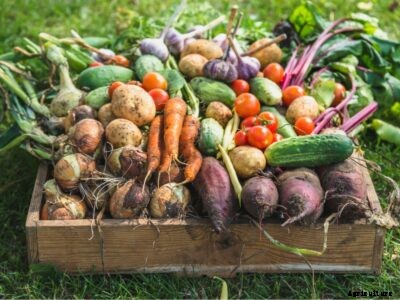 Small Garden Big Yield: Maximizing Garden Yield