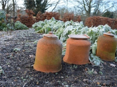 Winter Vegetable Garden Tasks: Maintaining A Vegetable Garden Over Winter