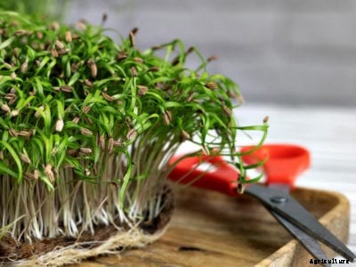 Low-Light Edibles: Growing Vegetables In The Dark