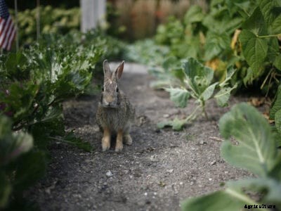 Wildlife Friendly Vegetable Garden – Grow Vegetables In A Wildlife Garden