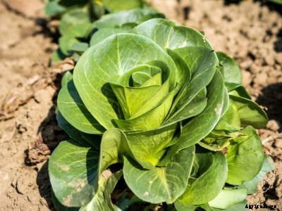 Cool Season Crop Protection: Keeping Vegetables Cool In Hot Weather