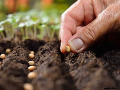 Vegetable Seed Growing – Planting Freshly Harvested Seeds From Veggies
