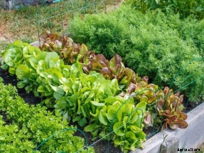 Fast Growing Gardens: How To Grow A Garden Quickly In Summer