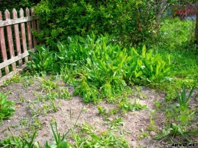 Reclaiming A Vegetable Garden – How To Revitalize Vegetable Gardens
