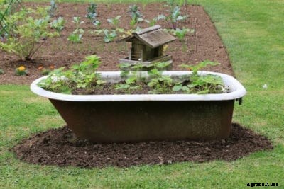 Odd Spots For Vegetable Gardens – Growing Vegetables In Strange Places