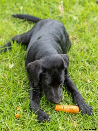 Dog-Friendly Vegetables – Growing Fruits And Vegetables For Dogs