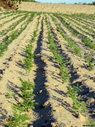 Building Contour Beds: What Does Contour Gardening Do