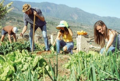 High Altitude Vegetable Gardening – How To Grow A Mountain Vegetable Garden