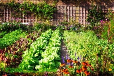 Microclimates For Vegetables: Using Microclimates In Vegetable Gardens