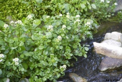 Bog Garden Vegetables: Growing An Edible Bog Garden