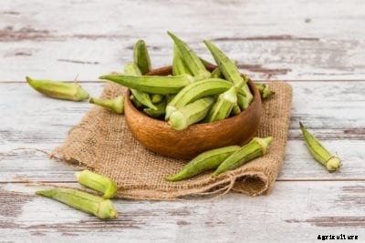 How To Eat Seed Pods – Growing Seed Pods You Can Eat