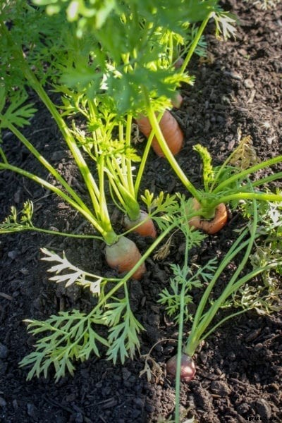 Self Sowing Veggies: Reasons For Planting Vegetables That Self Seed
