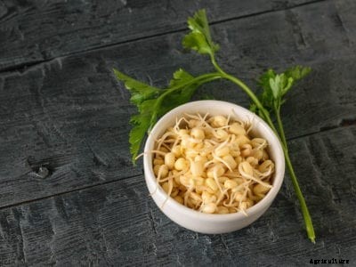 Plant-Based Protein: How To Get Protein From Plants In The Garden