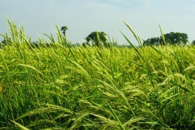 What Are Crop Wild Relatives – Why Are Crop Wild Relatives Important