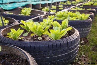 Tire Garden Planting: Are Tires Good Planters For Edibles