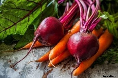 Cold Sweetening Root Crops: Common Vegetables That Get Sweet In Winter