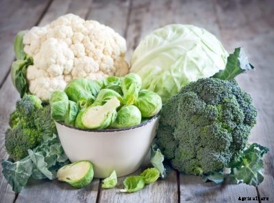 Choosing Vegetables High In Vitamin K: Which Vegetables Have High Vitamin K