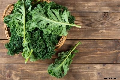 Veggie Calcium Sources: Top Vegetables For Calcium Intake